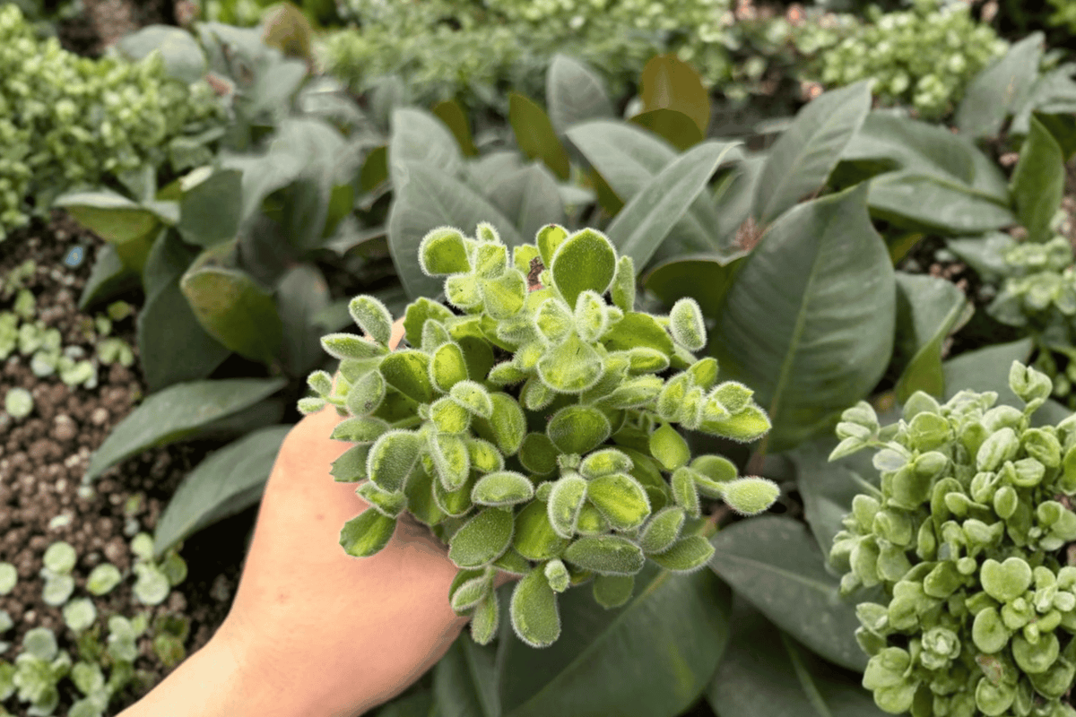 Variegated Bear Paw 2 Exact Live Plants – Cotyledon tomentosa ‘Variegata’ 4” Size Bare Root