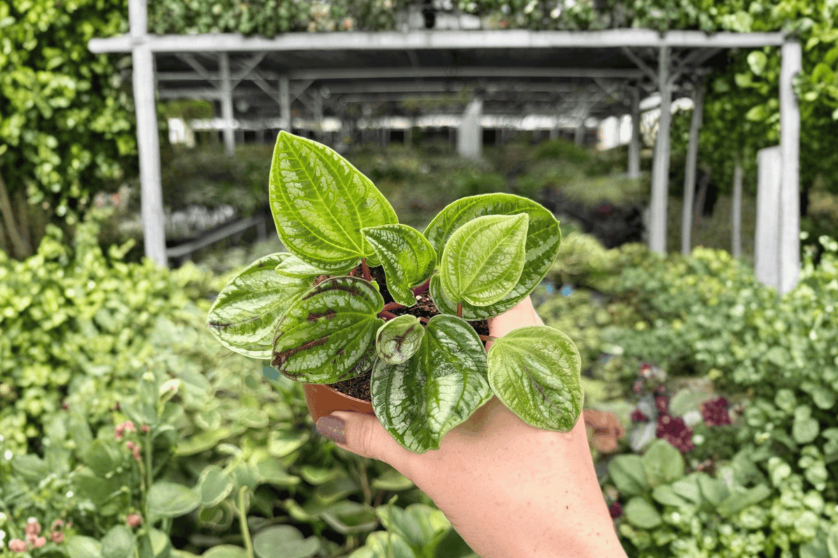 2 Exact Peperomia Dragon Skin Live Plants in 4-Inch Pots – Peperomia ‘Dragon Skin’