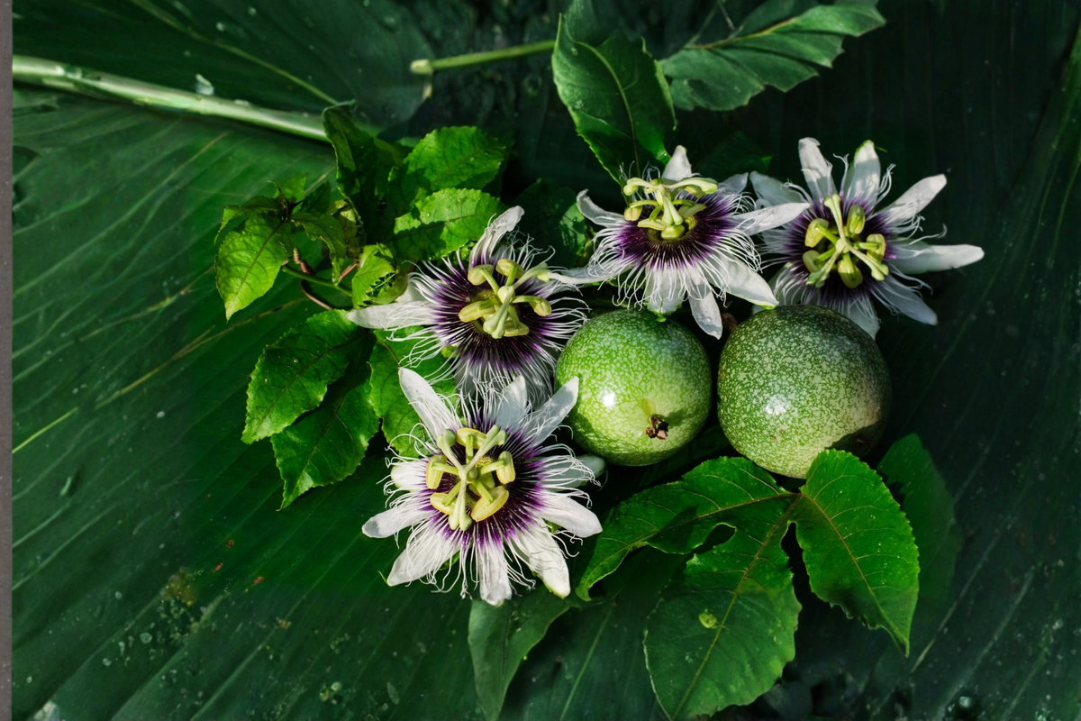 Semi Dwarf Passion Fruit Seeds, Tropical Climbing Vine, Passiflora edulis, Indoor & Outdoor Gardening, 20 Seeds