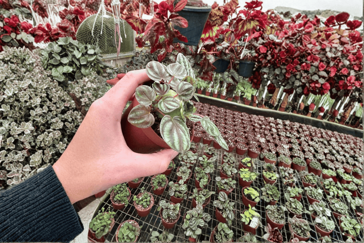 Peperomia Orba 2 Live Plants – 4-Inch Pots – Peperomia orba