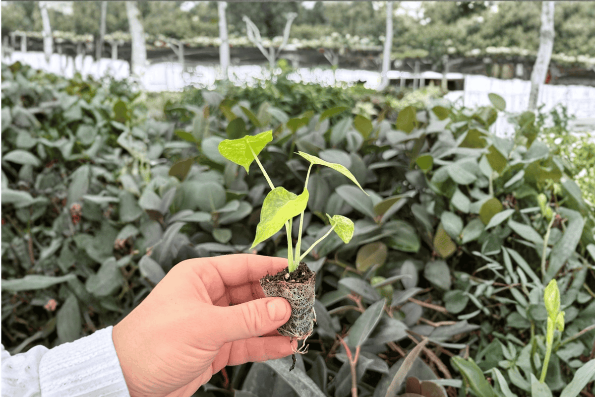 Alocasia Gageana Aurea – 2 Exact Yellow Variegated Live Starter Plants, 2-Inch Size – Alocasia gageana