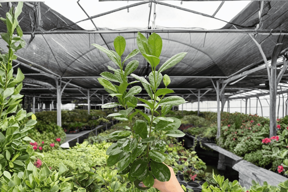 Ficus Moclame – 2 Exact Live Plants, 4-Inch Size – Ficus microcarpa ‘Moclame’