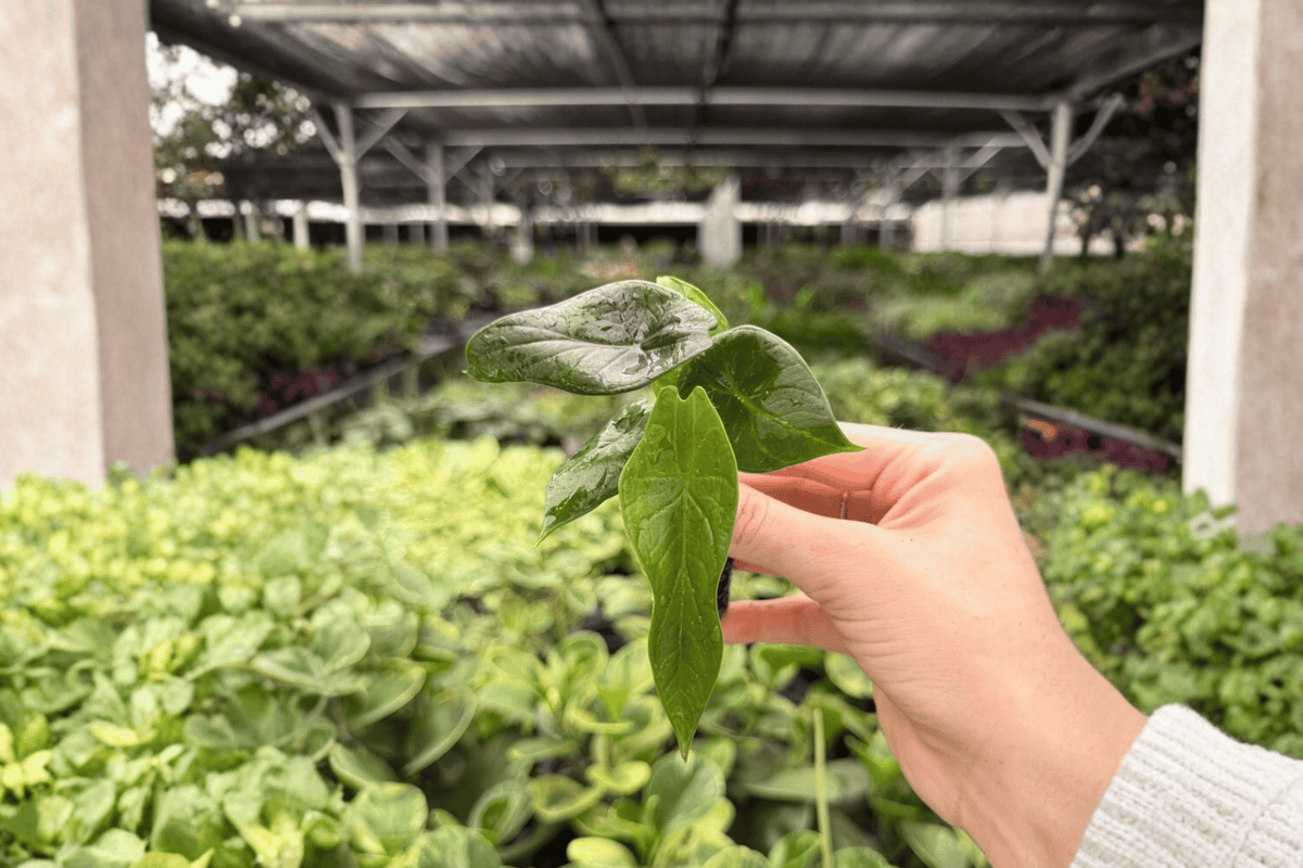 Alocasia Dragon Wings – 2 Exact Live Starter Plants, 2-Inch Size – Alocasia Dragon Scale × Scalprum Hybrid