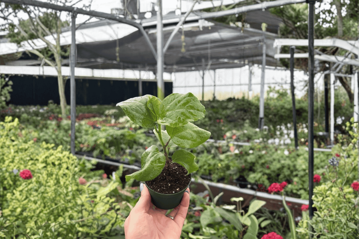 Variegated Alocasia Frydek 2 Exact Live Plants – Alocasia micholitziana ‘Frydek’ 4” Size Bare Root