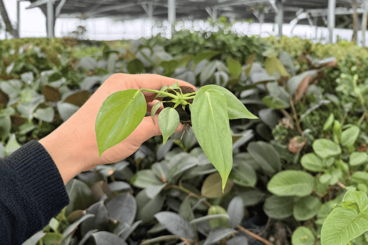 Philodendron Dean McDowell – 2 Exact Live Starter Plants, 2-Inch Size – Philodendron ‘Dean McDowell’