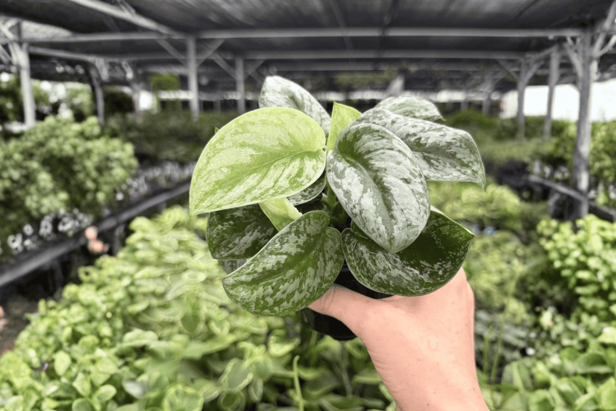 2 Exact Scindapsus Silver Satin Live Plants in 4-Inch Pots – Scindapsus pictus