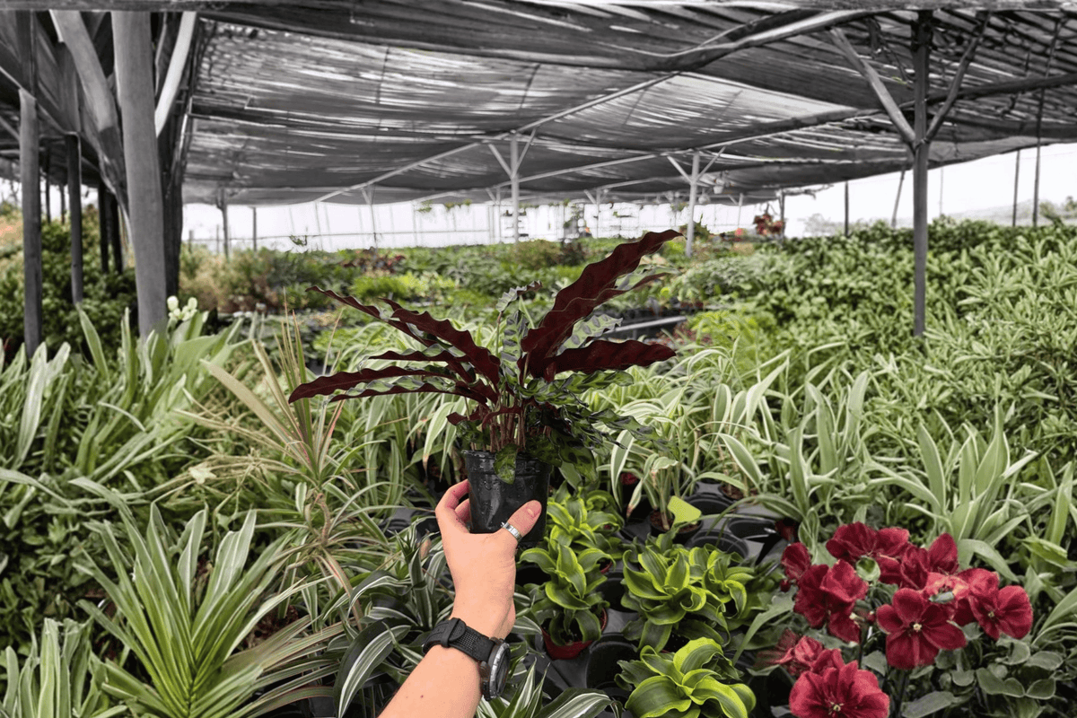 Calathea Rattlesnake 2 Exact Live Plants – Goeppertia insignis 4” Size Bare Root