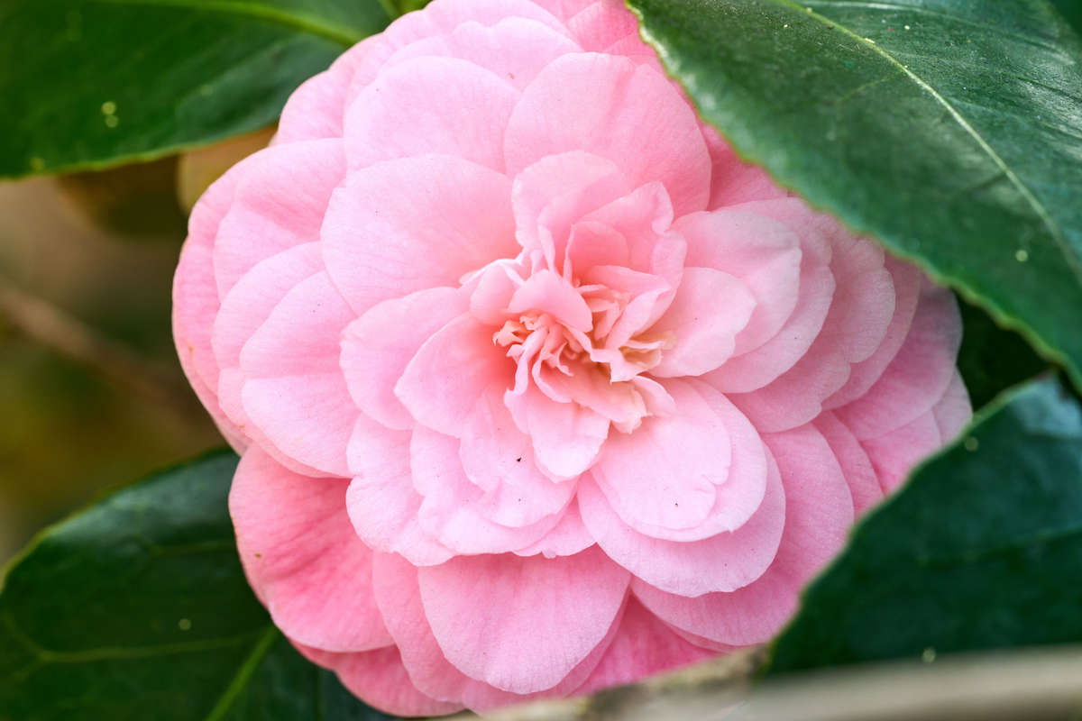 Debutante Pink Camellia Japonica Live Starter Plant 4L – Camellia japonica