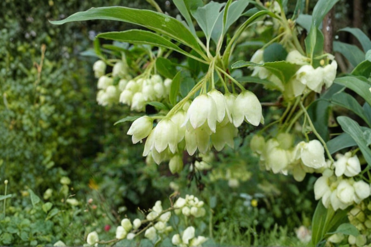 White Redvein Enkianthus ‘Albiflorus’ Live Plant 2 Gallon – Enkianthus campanulatus Flowering Shrub Garden Plant