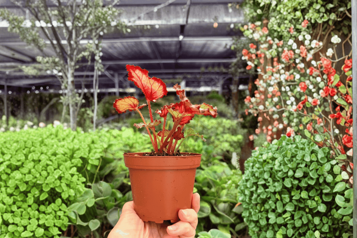 Harmony’s Gift Wrap Begonia 2 Exact Live Plants – Begonia ‘Harmony’s Gift Wrap’ 4” Bare Root