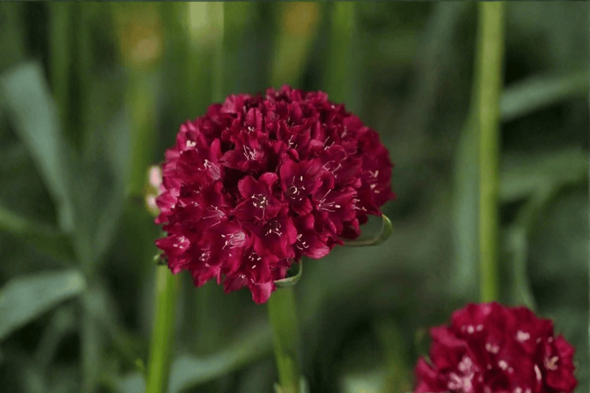 Dreameria Hypnotic Dreams Sea Thrift 1 Live Plant – 4-Inch Pot – Armeria pseudarmeria ‘Hypnotic Dreams’