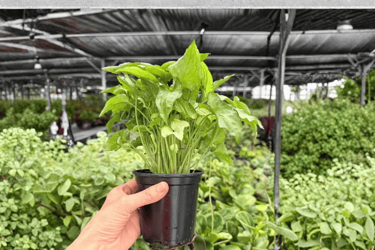 Syngonium Red Yami – 2 Exact Live Plants, 4-Inch Size – Syngonium ‘Red Yami’