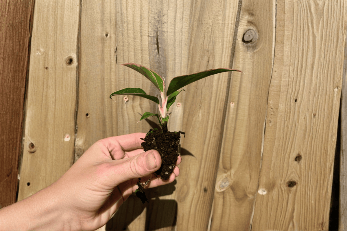2 Aglaonema 'Siam Aurora' Chinese Evergreen Starter Plants Bare Root – Aglaonema 'Siam Aurora'