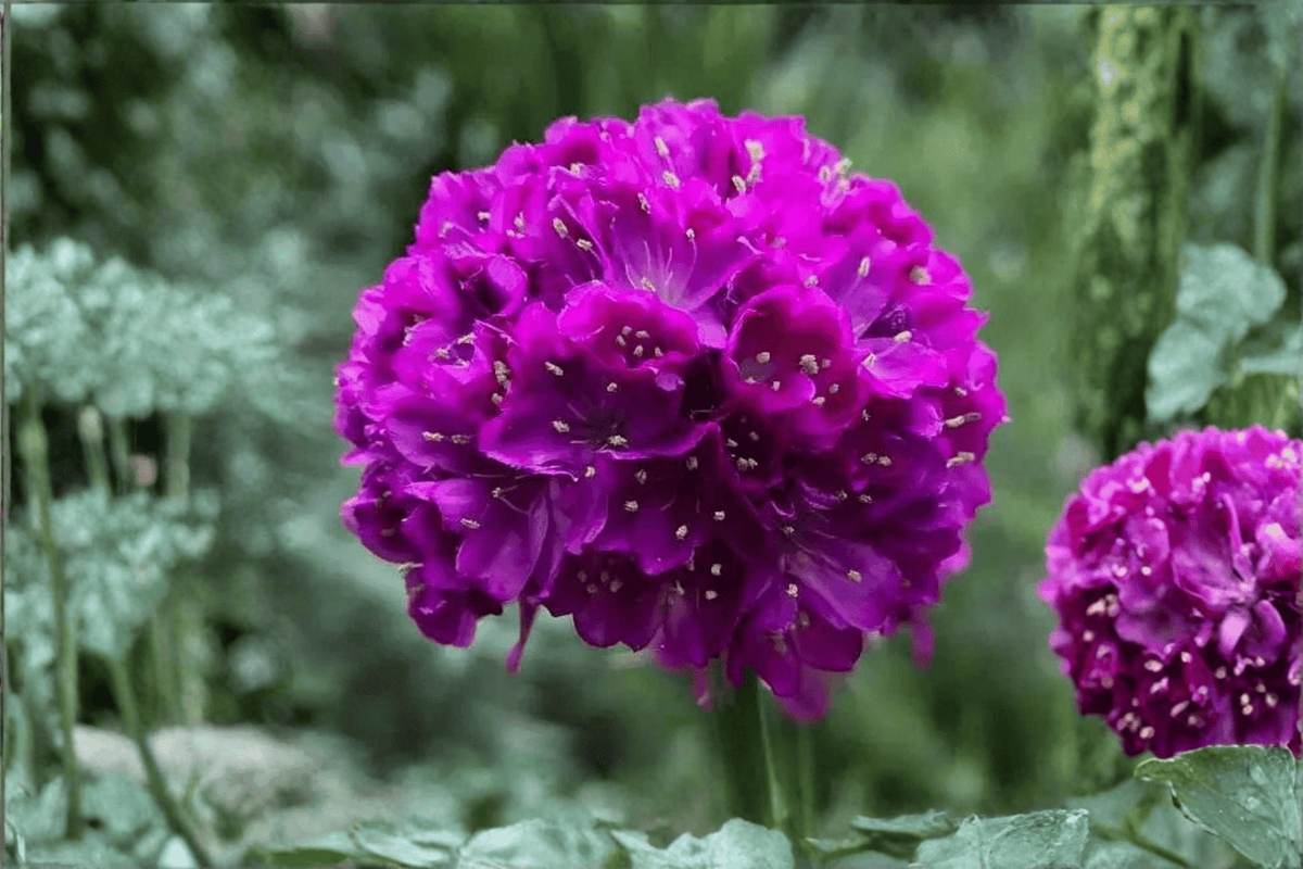 Dreameria Vivid Dreams Sea Thrift 1 Live Plant – 4-Inch Pot – Armeria pseudarmeria ‘Vivid Dreams’