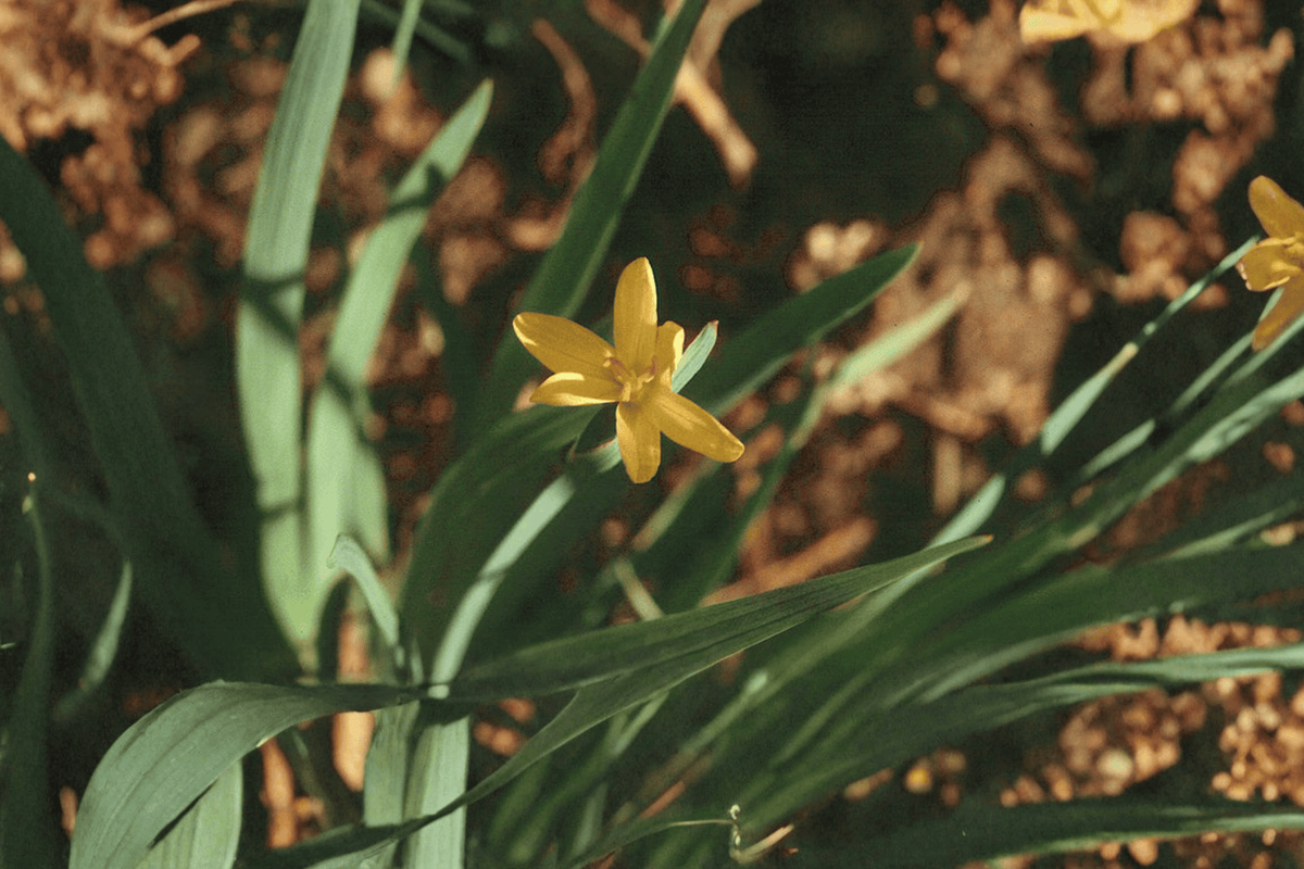 Yellow-Eyed Grass 1 Live Plant – 4-Inch Pot – Sisyrinchium californicum
