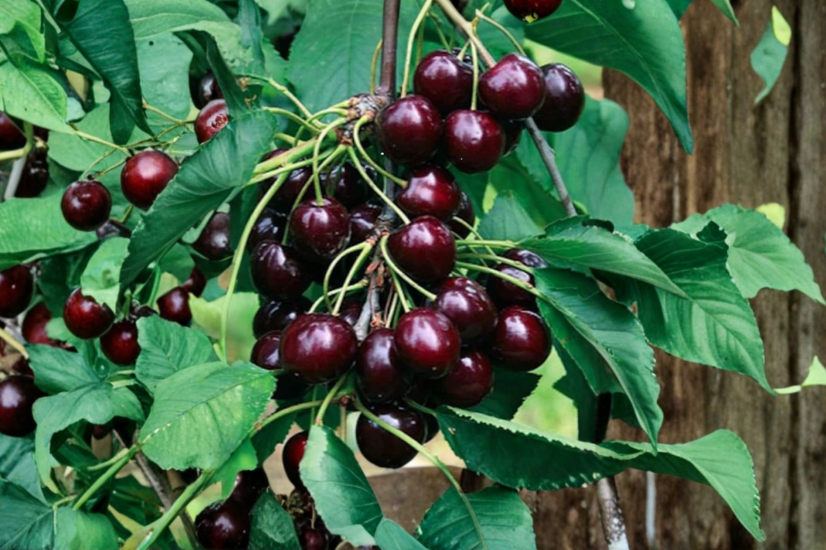 Black Cherry Fruit Tree Seeds – Prunus serotina, 6 Pack for Indoor & Outdoor Planting
