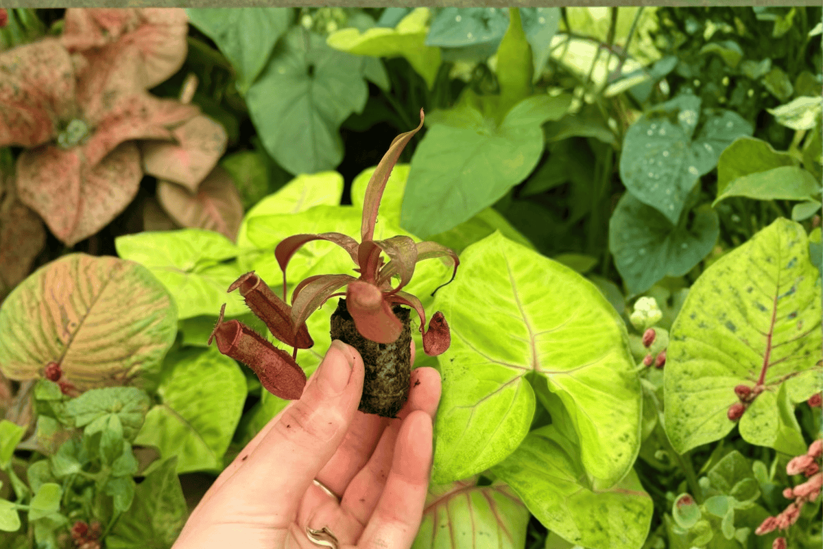 Nepenthes Rebecca Soper 2 Exact Live Starter Plants – Tropical Pitcher Plant