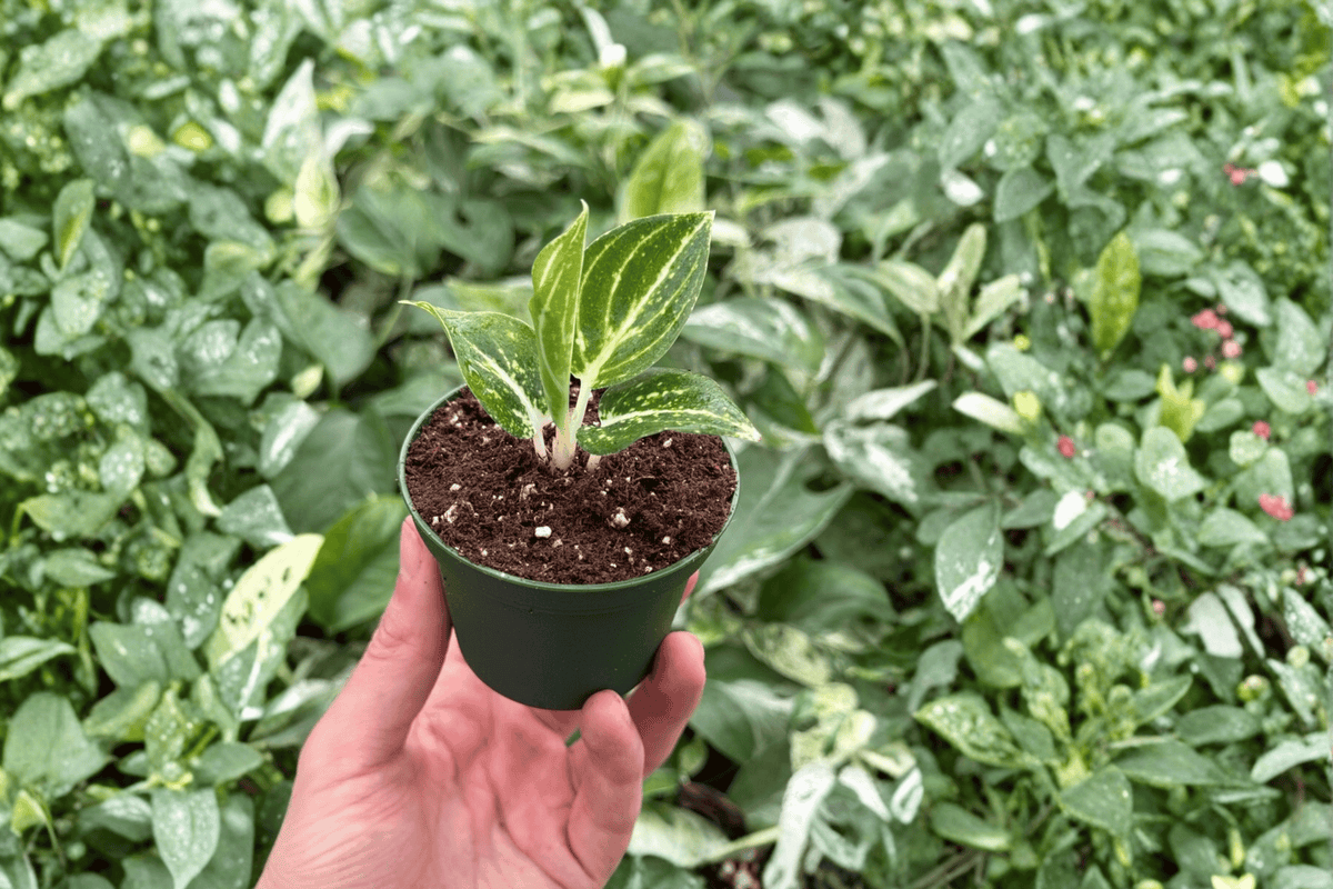 Aglaonema White Legacy 2 Live Starter Plants – 2-Inch Pot Size – Aglaonema ‘White Legacy’