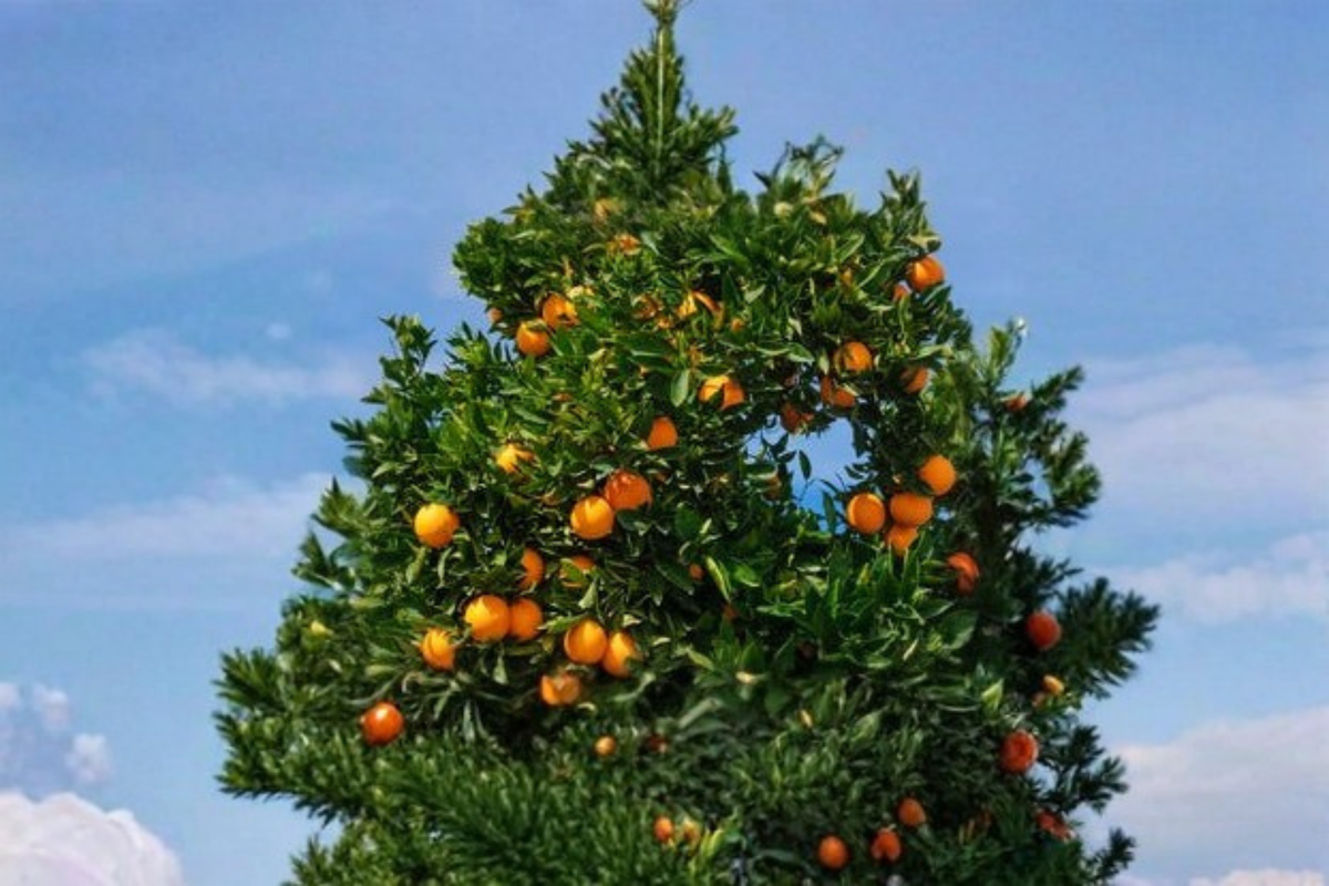 Succari Sweet Egyptian Orange Tree Live Plant 1 Gallon Sweet Orange Citrus Tree Fruit Tree for Container Gardens