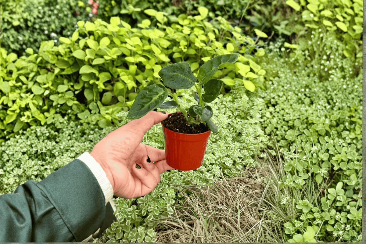 2 Dieffenbachia 'Reflector' Starter Plants – Bare Root – Dieffenbachia 'Reflector'