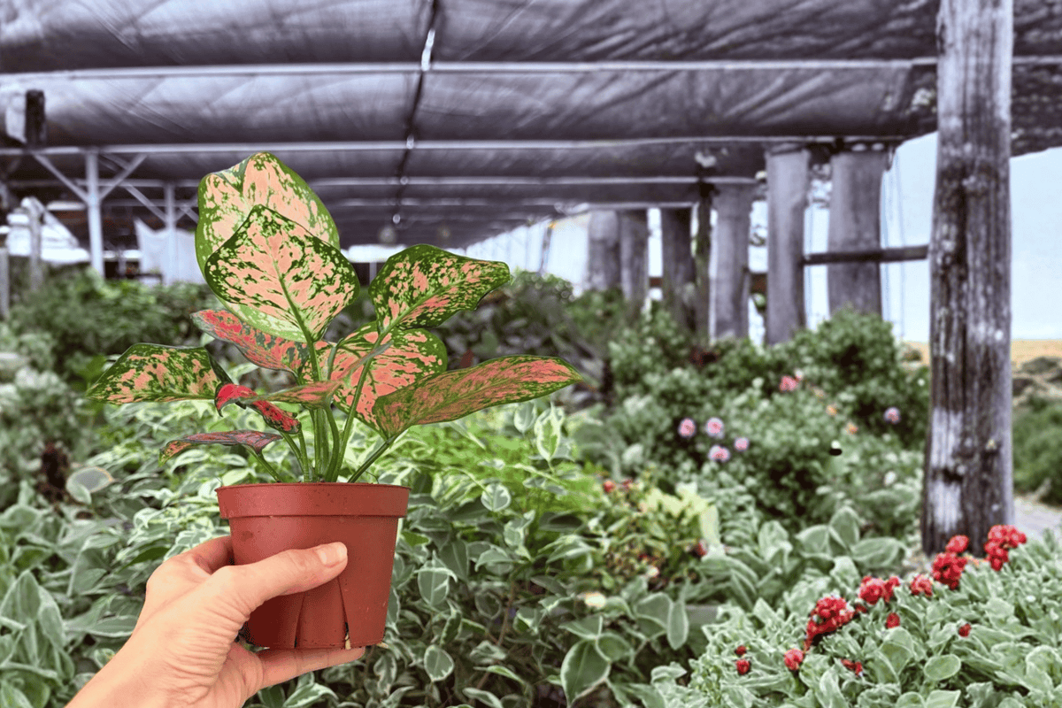 Aglaonema KumKoom 2 Exact Live Plants – Aglaonema ‘KumKoom’ Specific 4” Size Bare Root