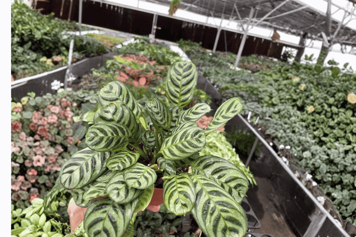 Calathea Burle Marx Amabilis 2 Live Plants – Ctenanthe amabilis 4” Size Bare Root