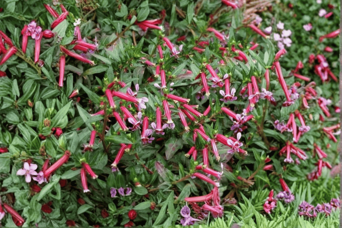 Starfire Pink Cigar Plant 1 Live Plant – 4-Inch Pot – Cuphea ‘Starfire Pink’