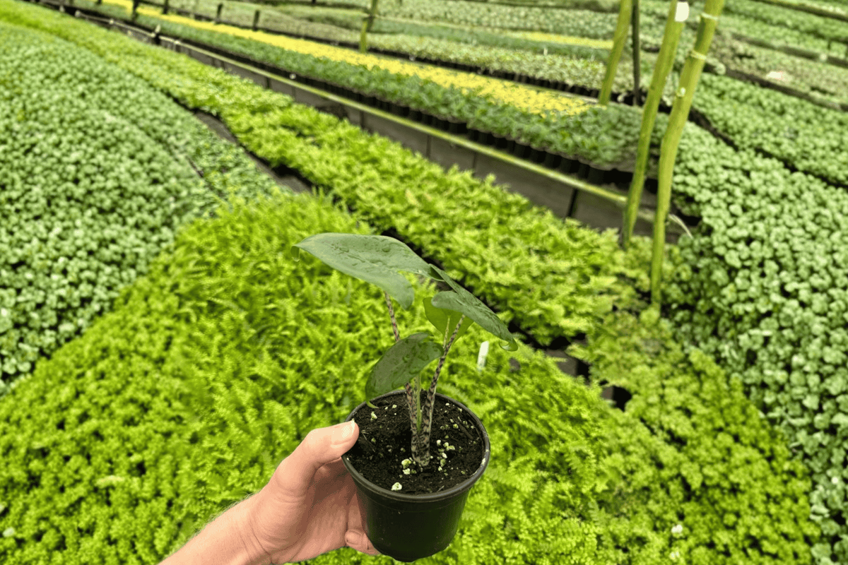 Alocasia Zebrina 2 Live Plants – Alocasia zebrina 4” Size Bare Root