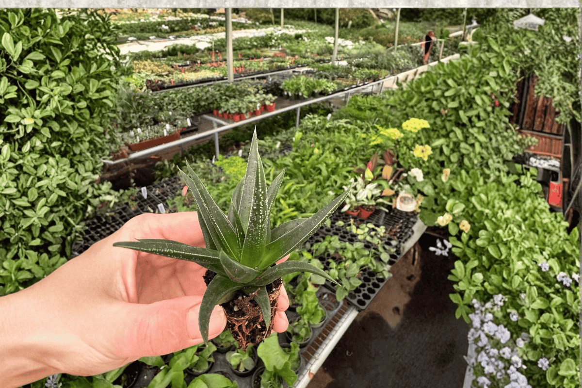 2 Haworthia herbacea Starter Plants – Bare Root Live Succulents