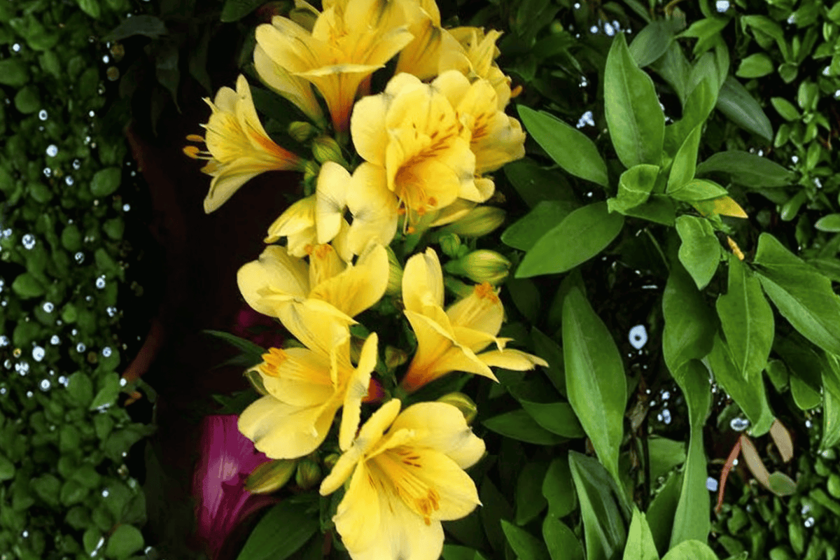 Princess Lisa Princess Lily 1 Gallon Live Plant – Alstroemeria ‘Princess Lisa’