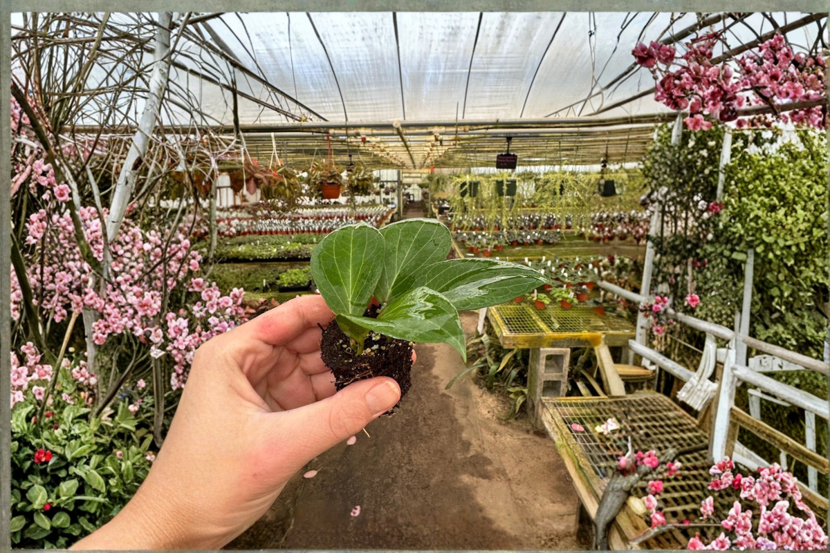 2 Hoya pottsii Live Starter Plants – Bare Root with Soil Pod (Hoya pottsii)
