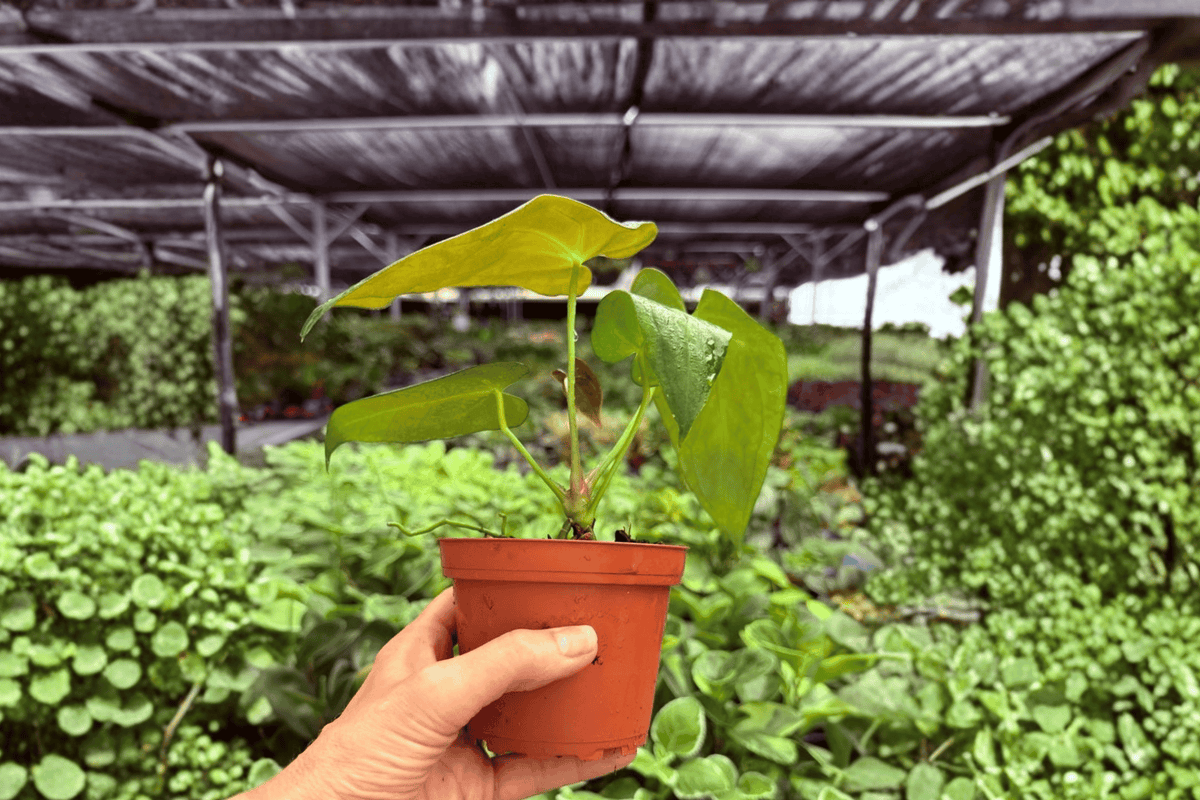 Anthurium AOS × RUDP – 2 Exact Live Hybrid Plants, 4-Inch Size – Anthurium Hybrid