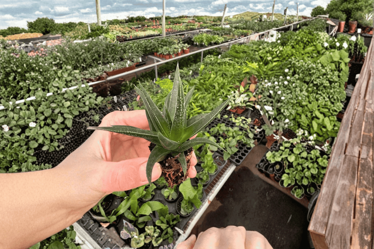 2 Haworthia herbacea Starter Plants – Live Haworthia herbacea Succulents