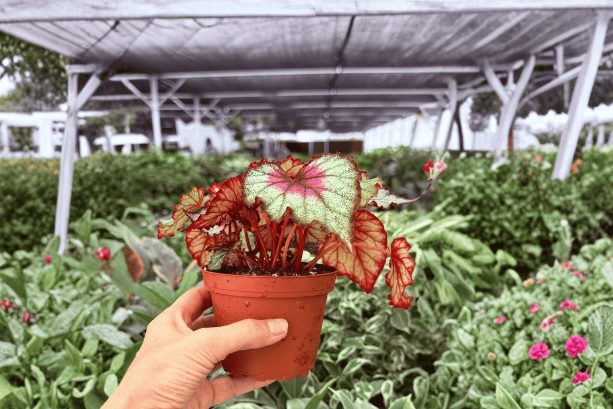 Begonia Harmony’s Crimson Oak 2 Exact Live Plants – Begonia ‘Harmony’s Crimson Oak’ 4” Size Bare Root