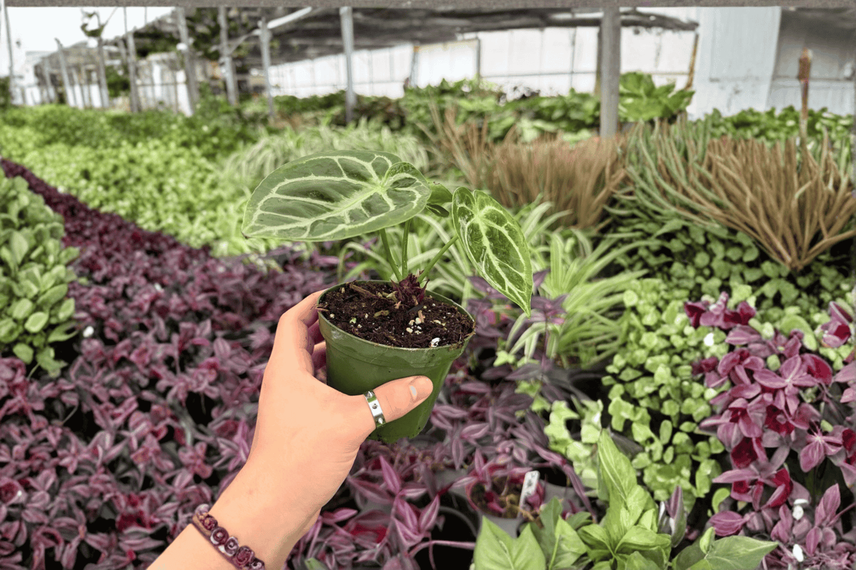 Anthurium Dressleri x Dorayaki 2 Exact Live Plants – 4-Inch Pots