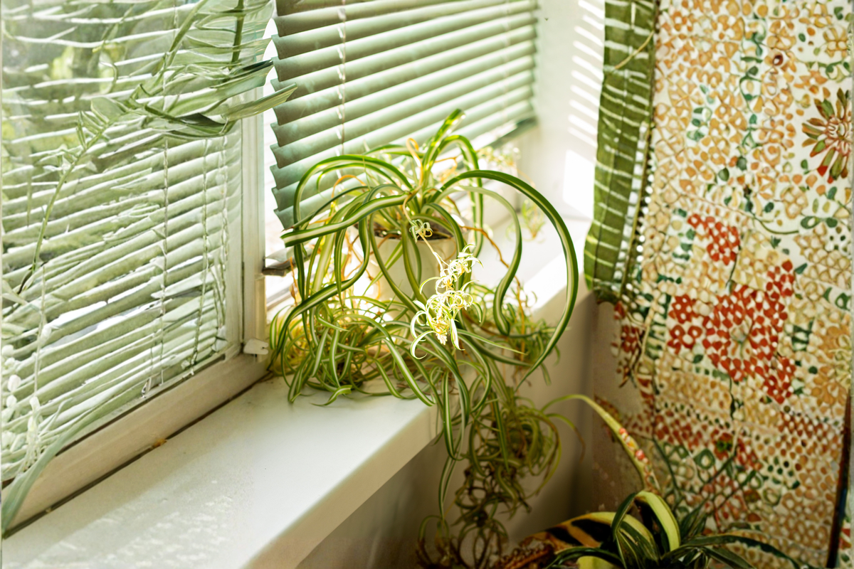 Bonnie Curly Spider Plant Live Plant in 2-Inch Pot – Chlorophytum comosum 'Bonnie'