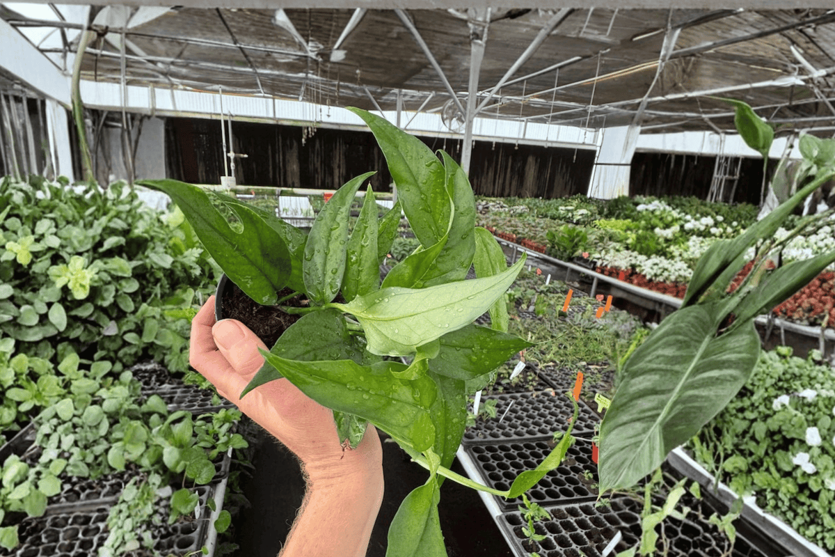 2 Epipremnum 'Baltic Blue' Live Plants in 4-Inch Pots – Epipremnum pinnatum 'Baltic Blue'