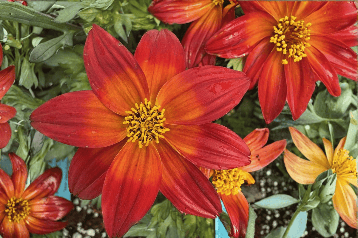 Smile Dark Red Beggarticks 1 Live Plant – 4-Inch Pot – Bidens ‘Smile Dark Red’