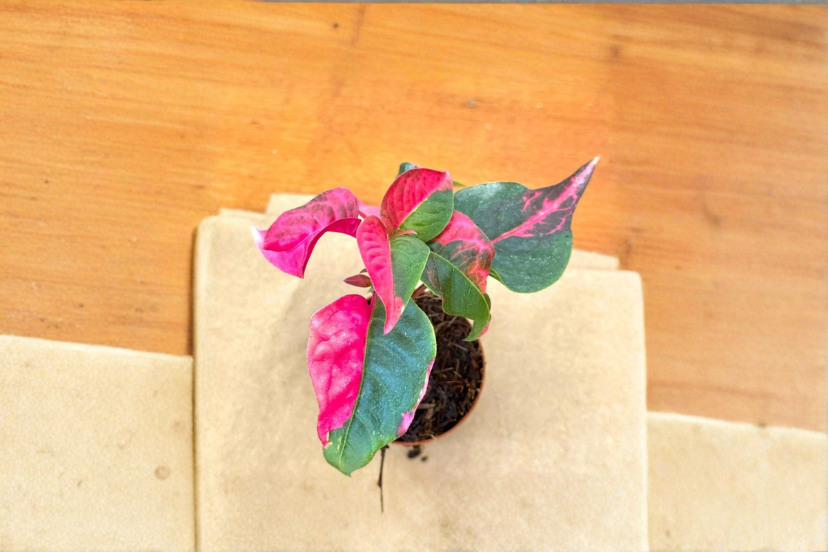 Alternanthera Party Time Live Plant, Pink & Green Foliage, Starter Cutting, Indoor & Outdoor Ornamental Foliage Plant
