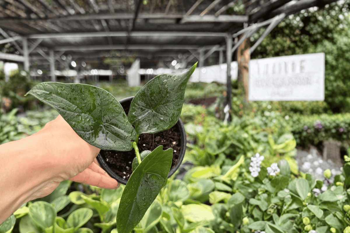 2 Exact Alocasia Silver Wings (Silver Dragon × Scalprum) Live Plants – 4-Inch Pots