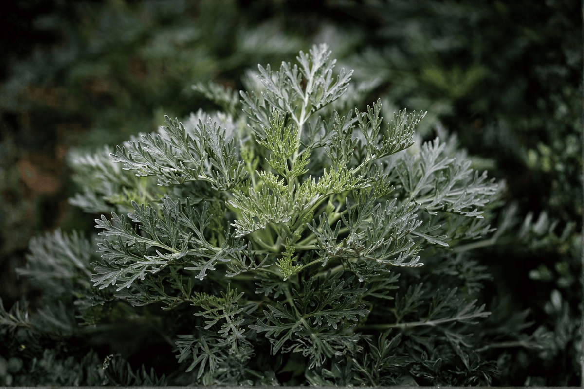 Canyon Gray Trailing Sagebrush 1 Live Plant – 4-Inch Pot – Artemisia californica ‘Canyon Gray’