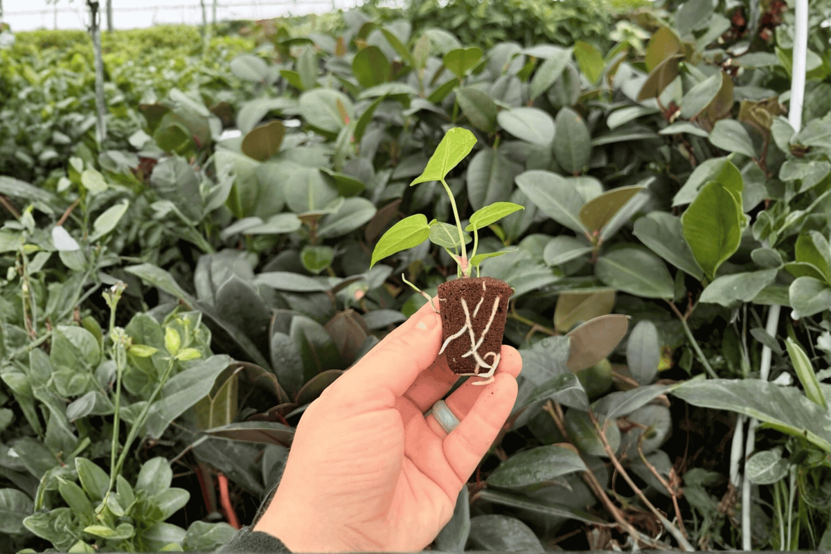 Anthurium Magnificum x Silver Blush 2 Exact Live Starter Plants – Plugs