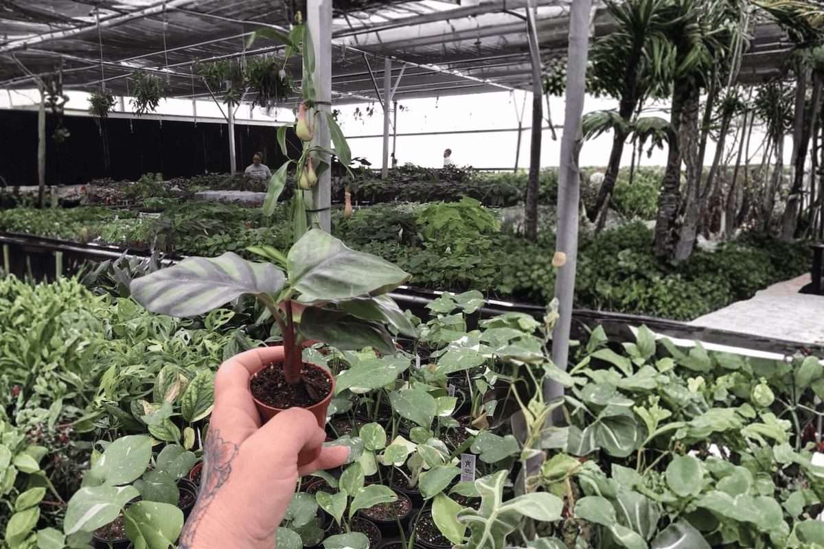 Calathea Fasciata Rotundifolia 2 Live Starter Plants – 2-Inch Pot Size – Goeppertia fasciata