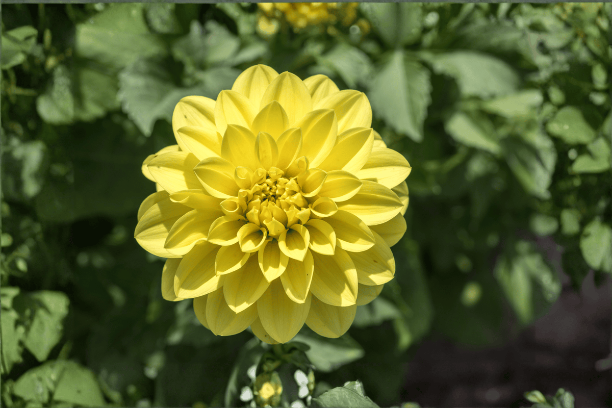 Cherie Lemon Dahlia 1 Live Plant – 4-Inch Pot – Dahlia variabilis ‘Cherie Lemon’