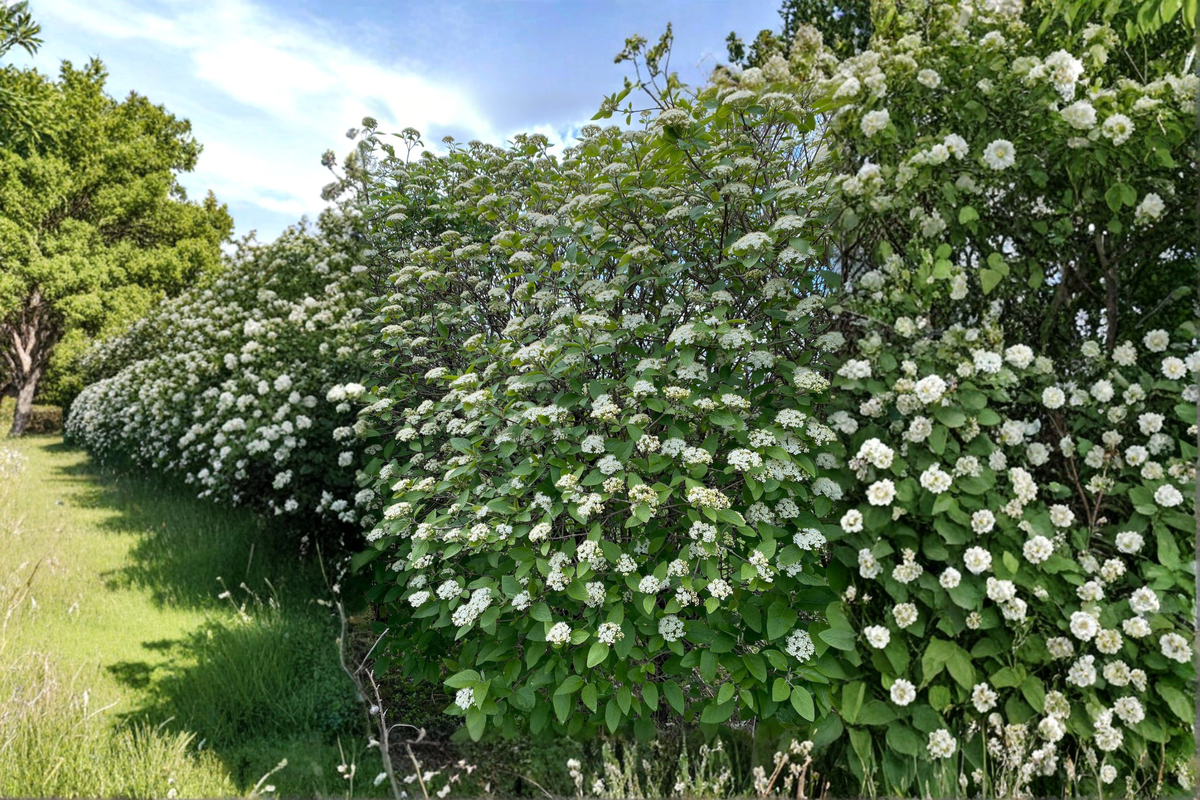 Mohican Viburnum Live Plant 4-Inch Pot Deciduous Flowering Shrub with White Flowers & Red Berries