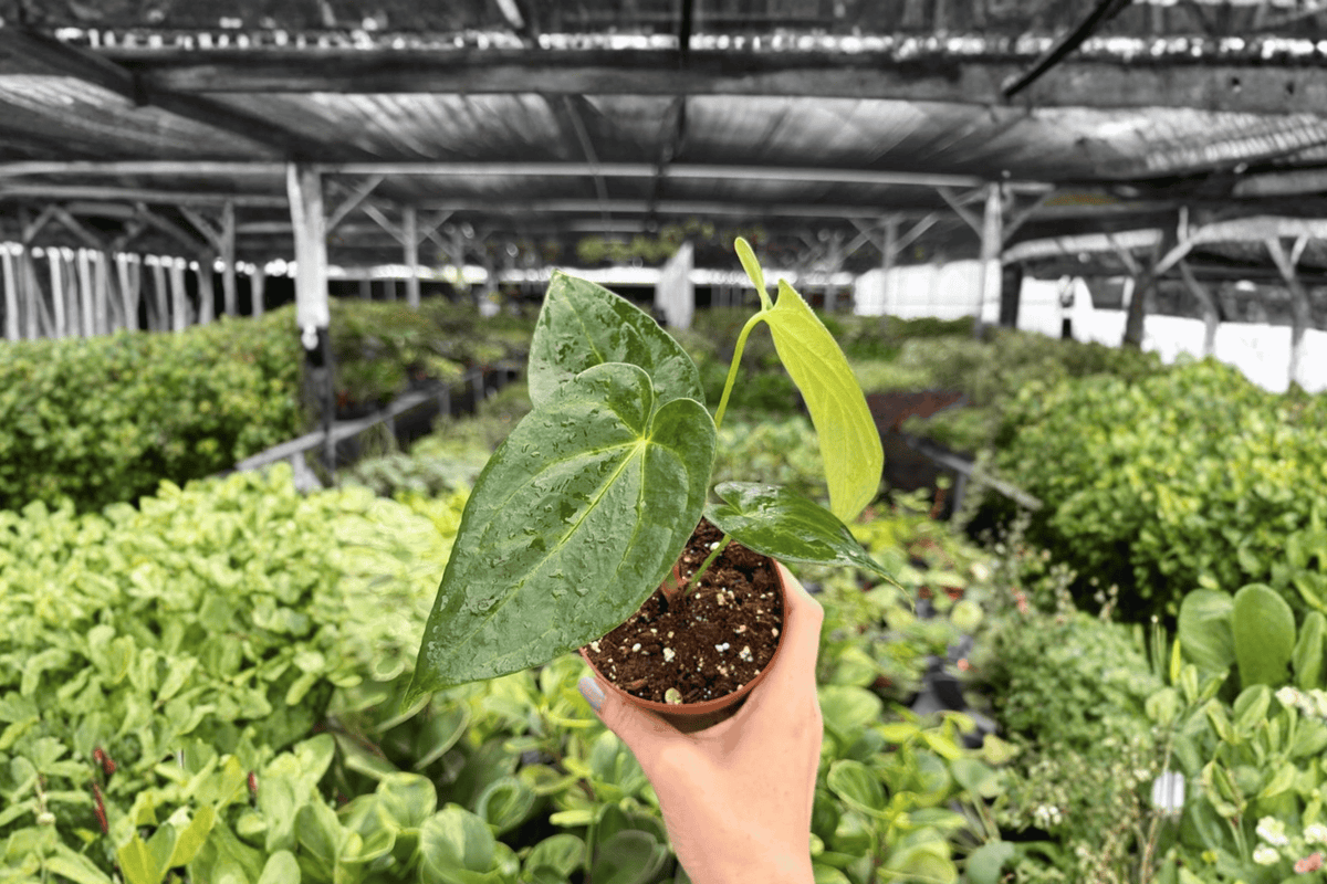Anthurium Carla × Crystallinum 2 Exact Live Plants – Anthurium Hybrid 4” Size Bare Root