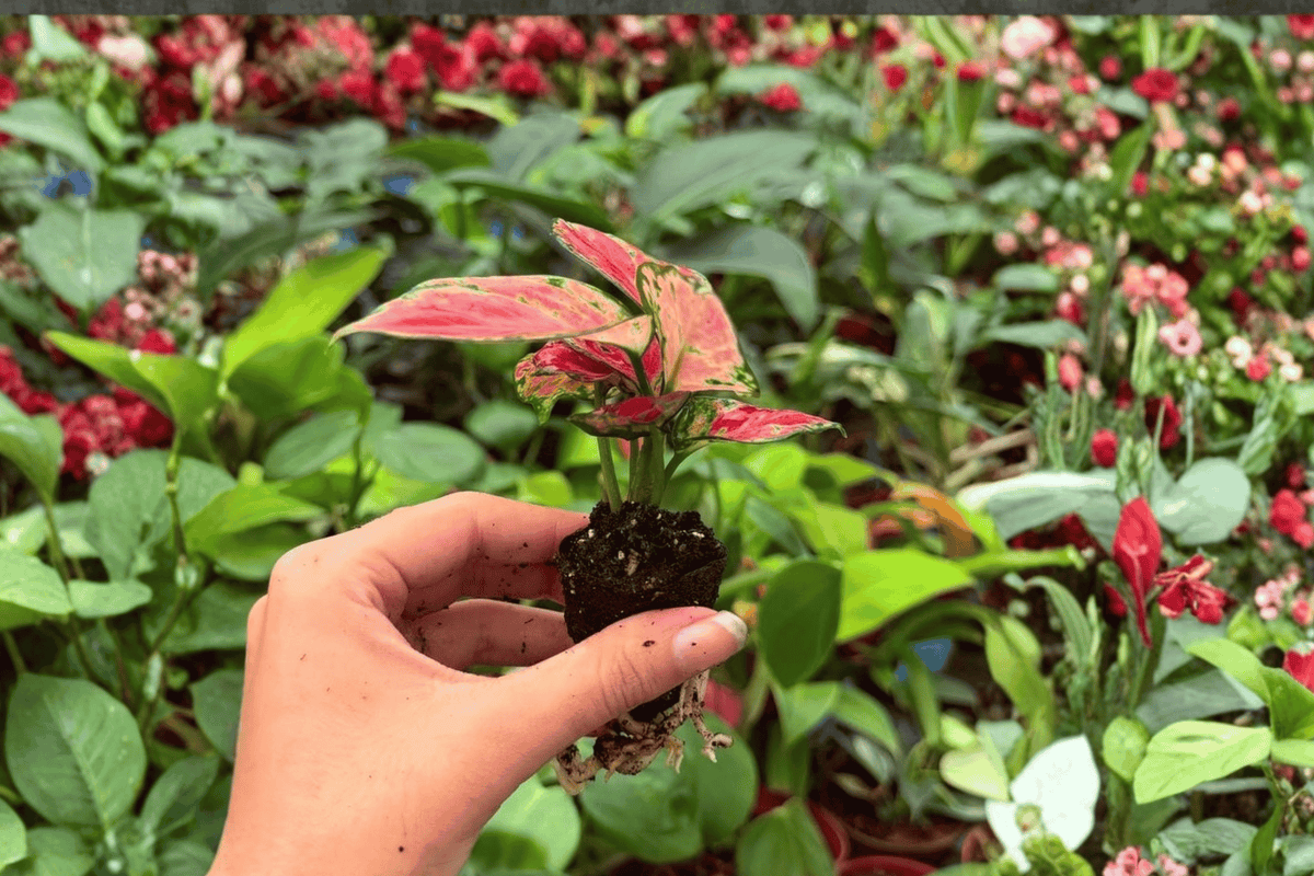 2 Exact Aglaonema Red Beauty Starter Plants – Aglaonema ‘Red Beauty’