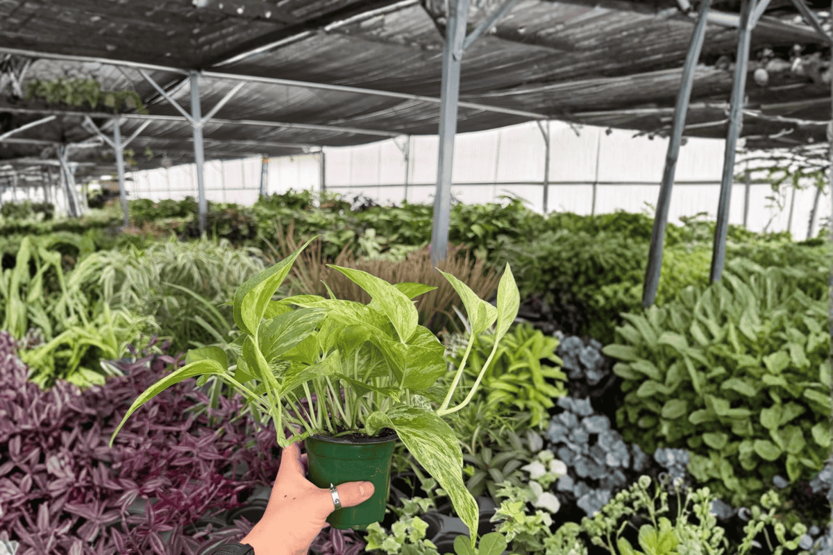 Marble Queen Pothos 2 Exact Live Plants – Epipremnum aureum ‘Marble Queen’ 4” Size Bare Root