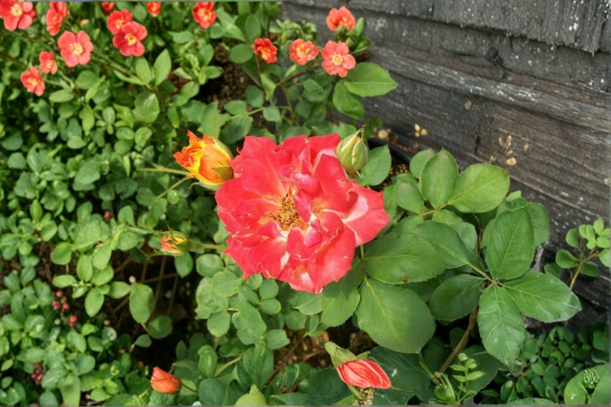 Pinata Rose Live Plant 1-Gallon Yellow Orange Flowering Shrub Rosa Hybrid for Garden Outdoor Landscape