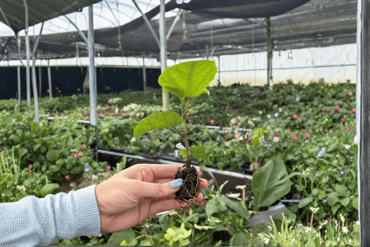 Red Planet Hibiscus 2 Live Starter Plants – Soil Pods – Hibiscus ‘Red Planet’